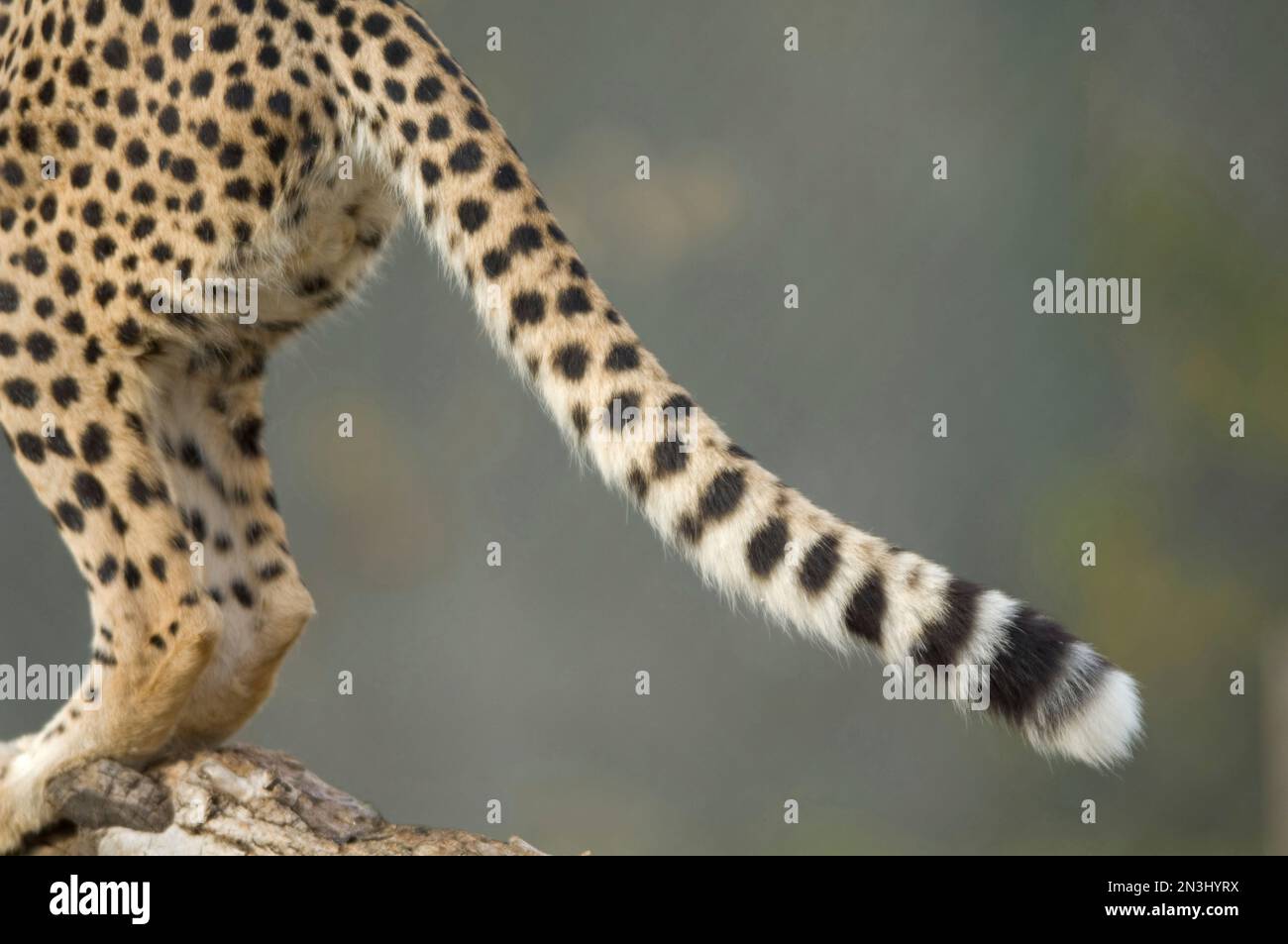 Spotted hind and tail of a Cheetah (Acinonyx jubatus) standing on a log in a zoo enclosure; Denver, Colorado, United States of America Stock Photo
