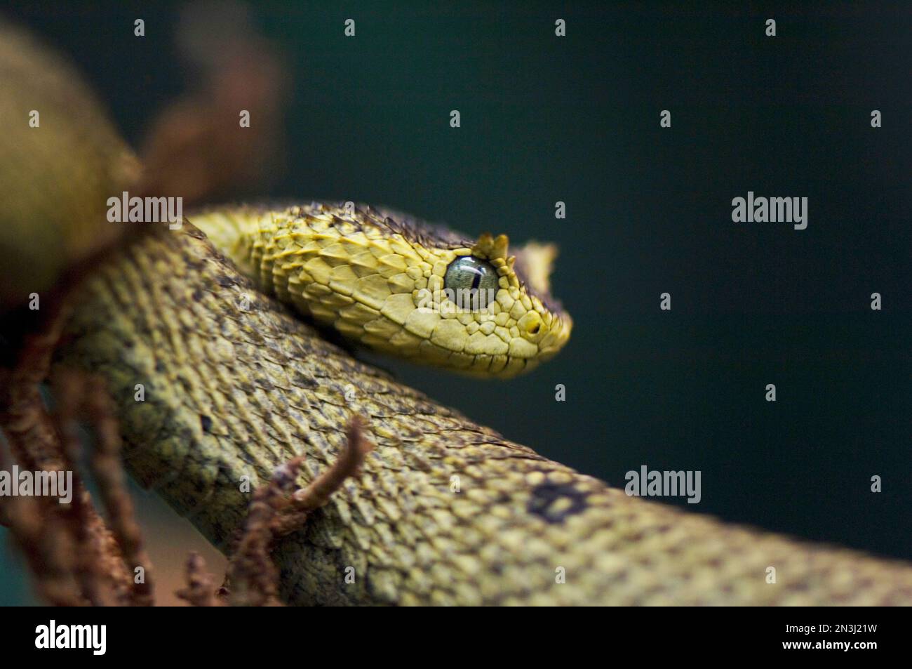 Hairy bush viper (Atheris hispida) on black background Stock Photo - Alamy
