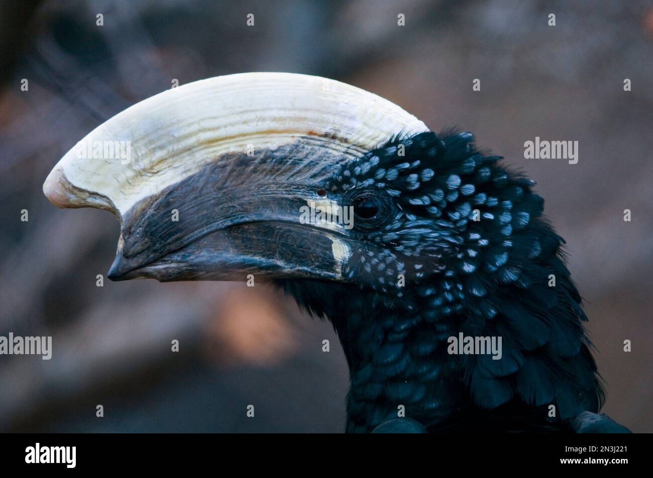 Close-up of the head of a Silvery-cheeked hornbill (Ceratogymna brevis) at a zoo; Denver, Colorado, United States of America Stock Photo