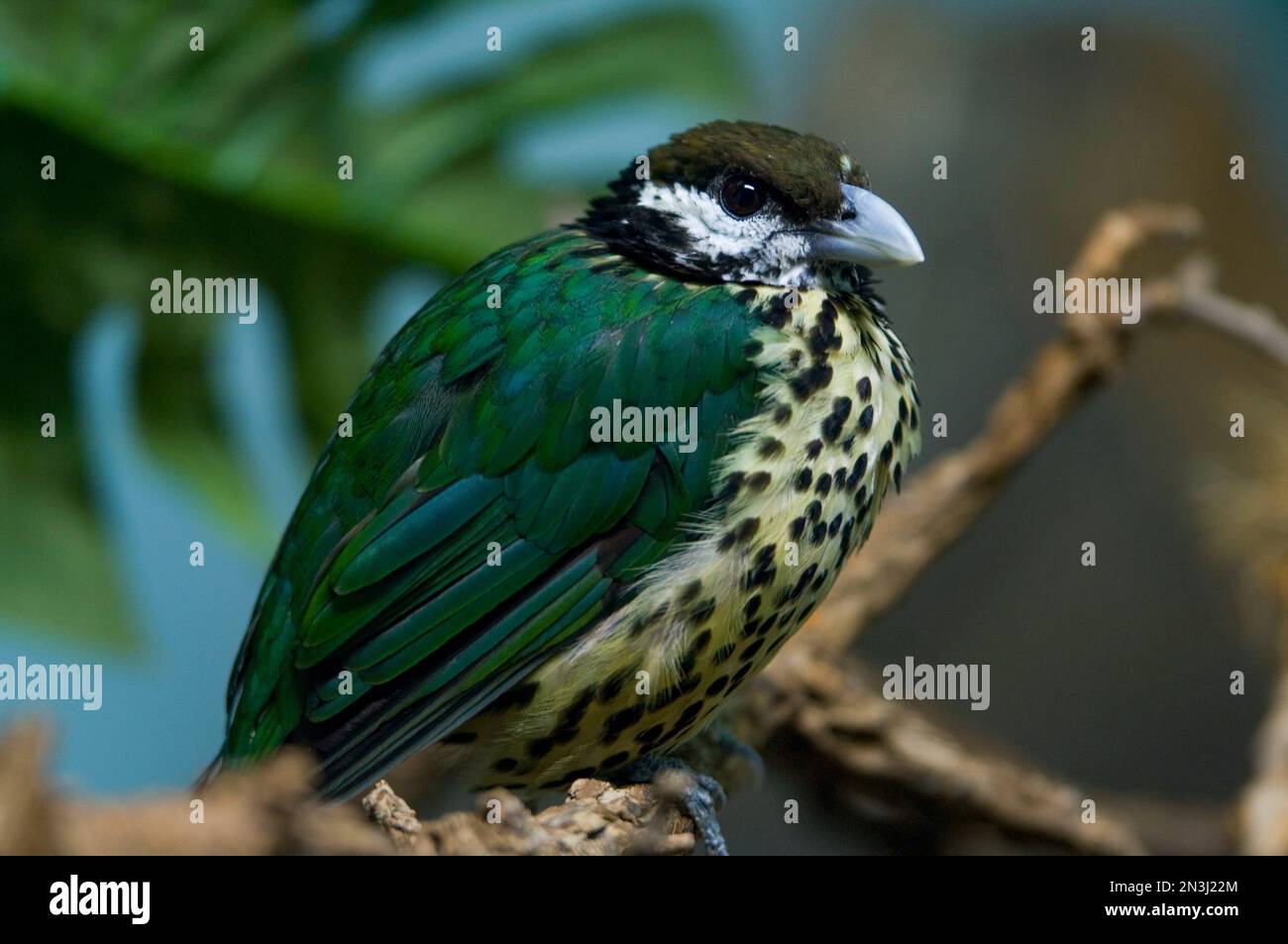 Close-up portrait of a Northern white-eared catbird (Ailuroedus buccoides geislerorum) in a zoo; Denver, Colorado, United States of America Stock Photo