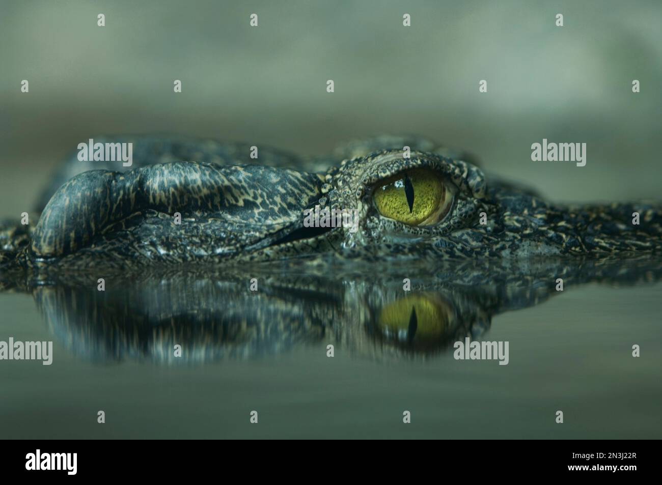 Close-up of a Siamese crocodile (Crocodylus siamensis) in water at a zoo; Denver, Colorado, United States of America Stock Photo