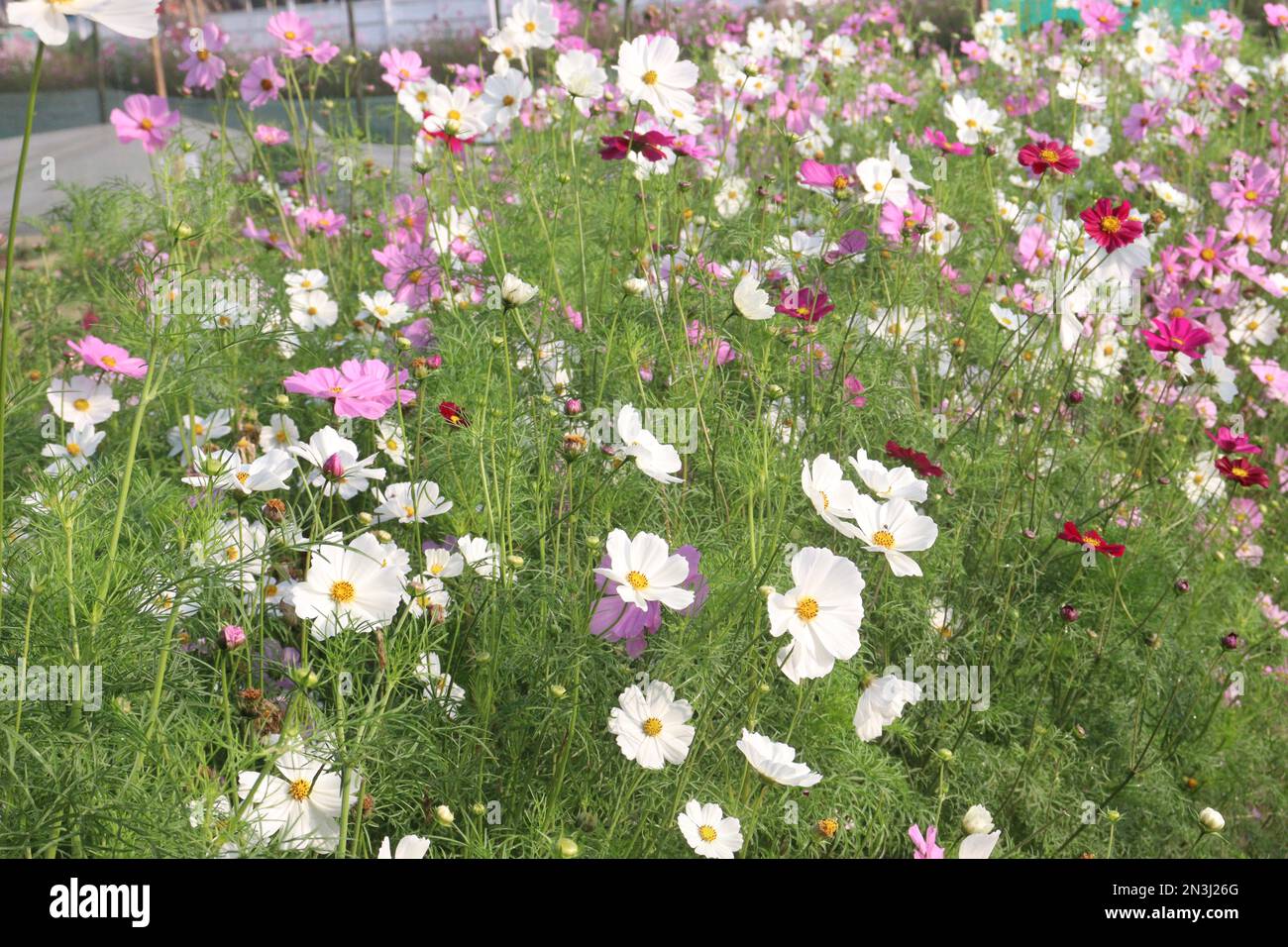 Pink cosmos multiple hi-res stock photography and images - Alamy