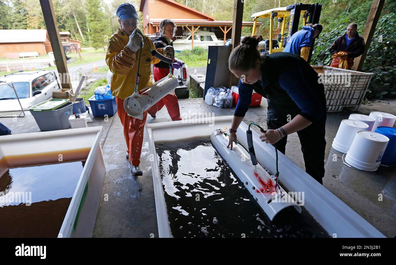 In this photo taken Oct. 20, 2014, researchers place to live salmon