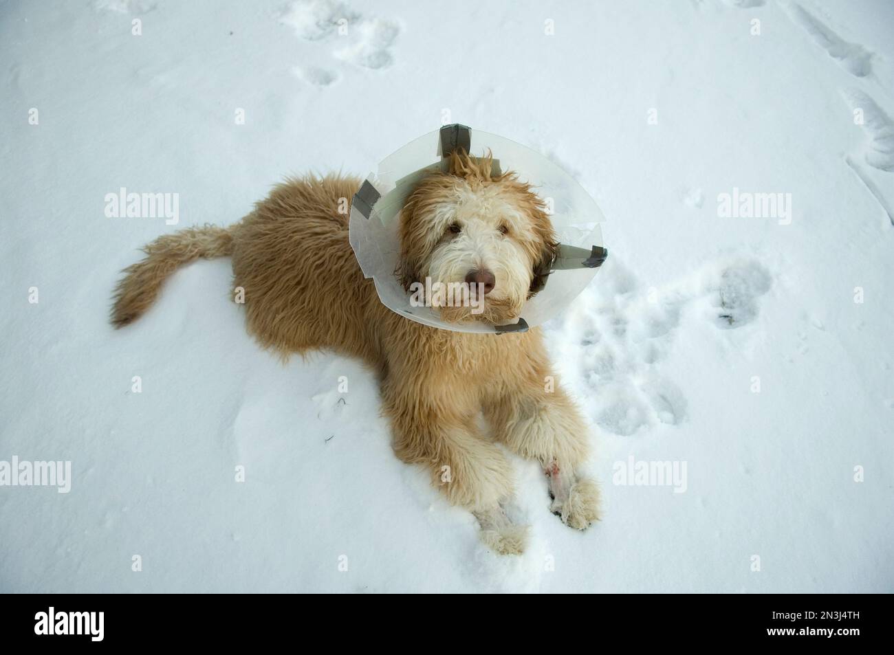 Dog with a plastic collar around its neck after being neutered, looks