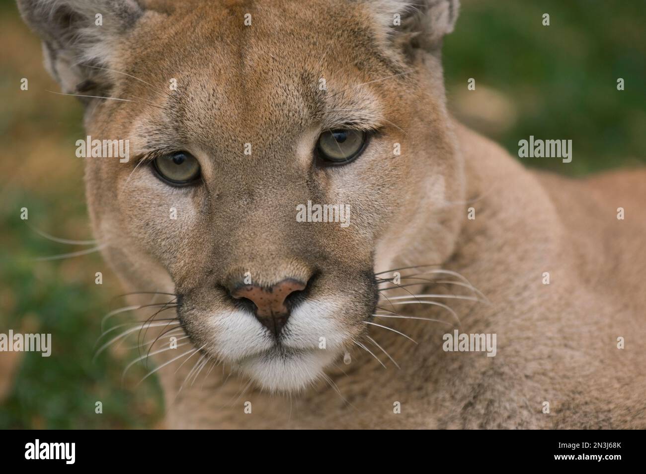 Mountain lion puma concolor lying down hi-res stock photography and images  - Alamy