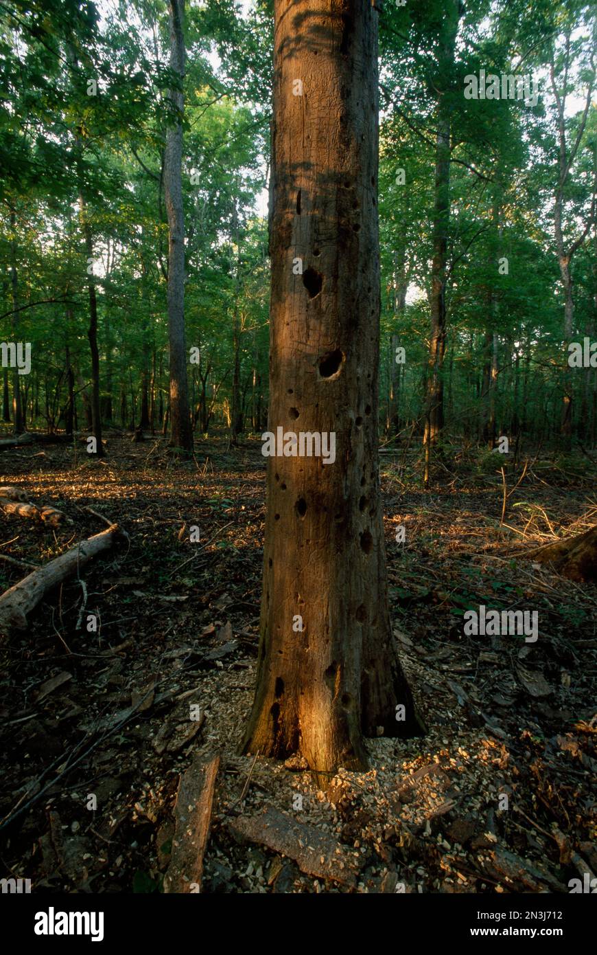 Tree showing signs of the pileated or ivory-billed woodpecker in the