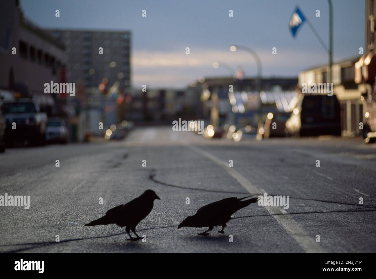 Ravens on a city street establishing pecking order; Yellowknife, Northwest Territories, Canada Stock Photo