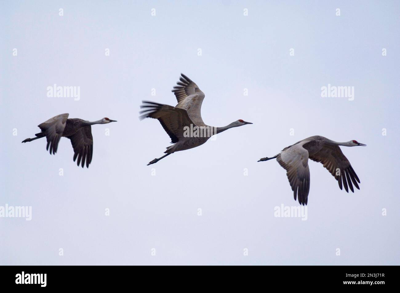 Three migrating Sandhill cranes (Antigone canadensis) in a blue sky at the Rowe Audubon