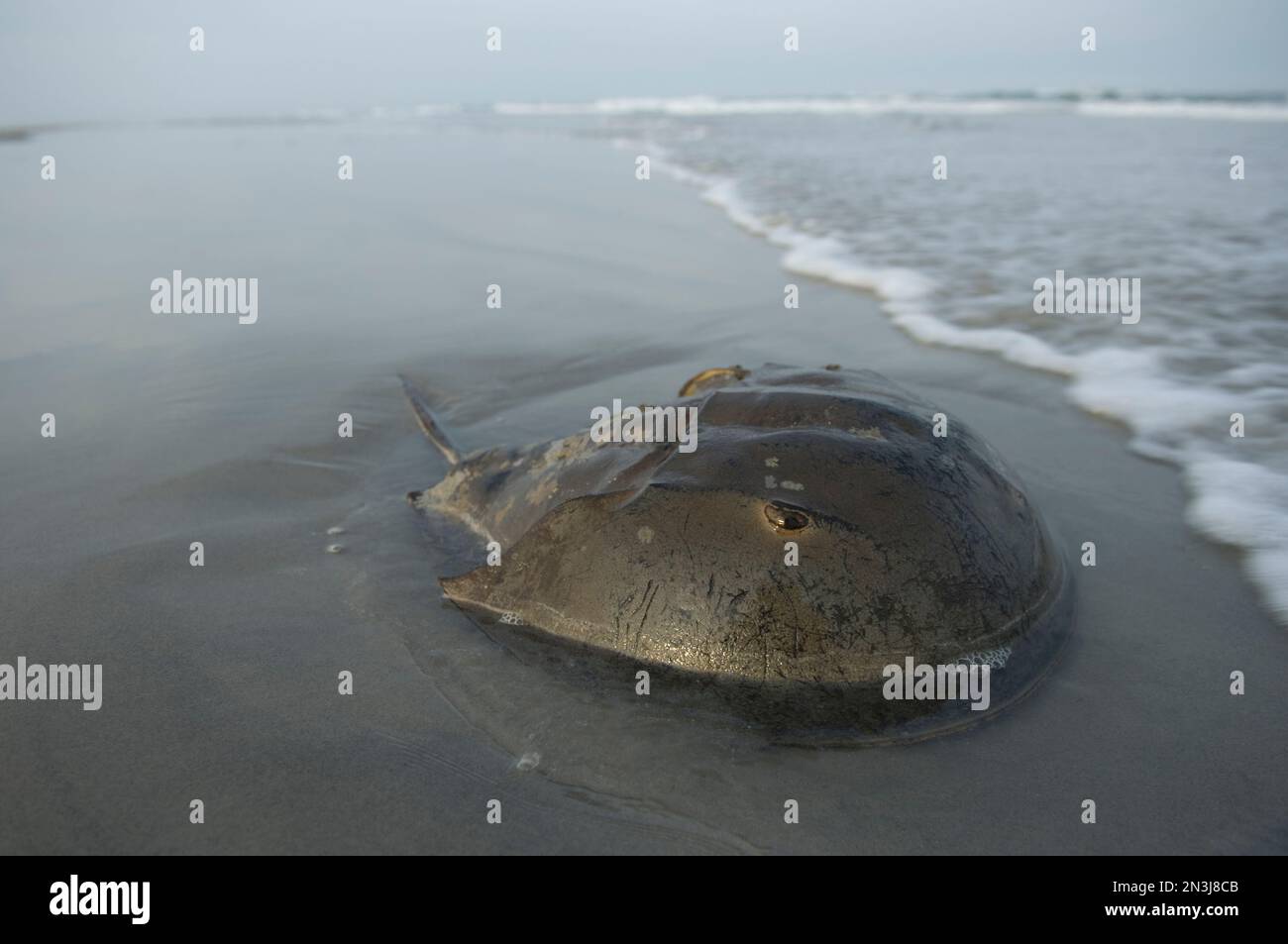 Horseshoe crab (Limulus polyphemus) sitting on sand in the surf along
