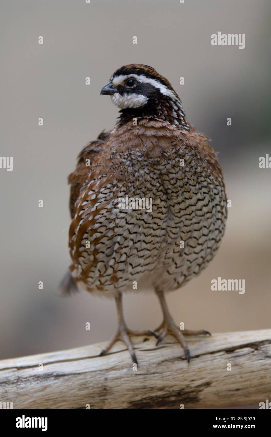 Quail enclosure hi-res stock photography and images - Alamy