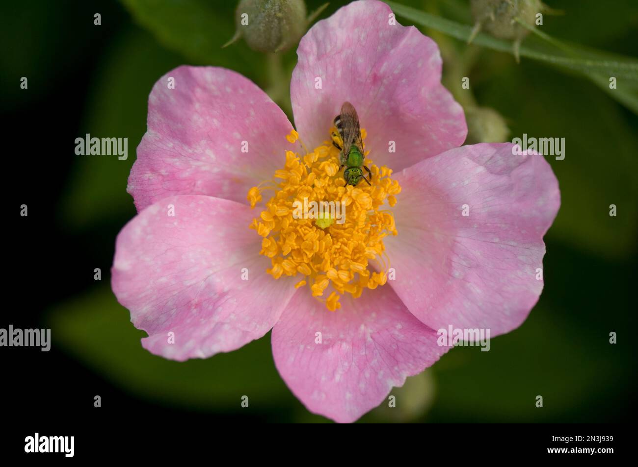 Close-up of a Carolina rose (Rosa sp.) with a pollinating insect; Baraboo, Wisconsin, United States of America Stock Photo