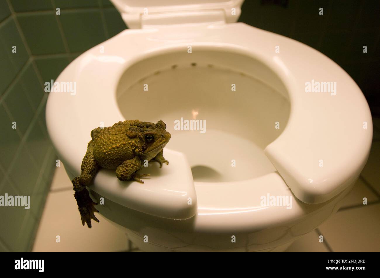 Eastern American toad (Anaxyrus americanus americanus) on the toilet seat in a motel room bathroom; Watertown, New York, United States of America Stock Photo