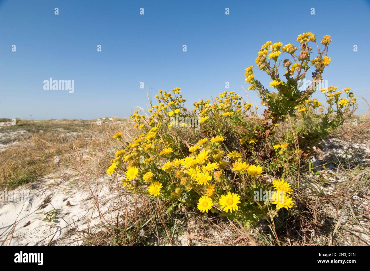 Wildflowers grow on a beach in Gulf Shores, Alabama, USA; Gulf Shores, Alabama, United States of America Stock Photo
