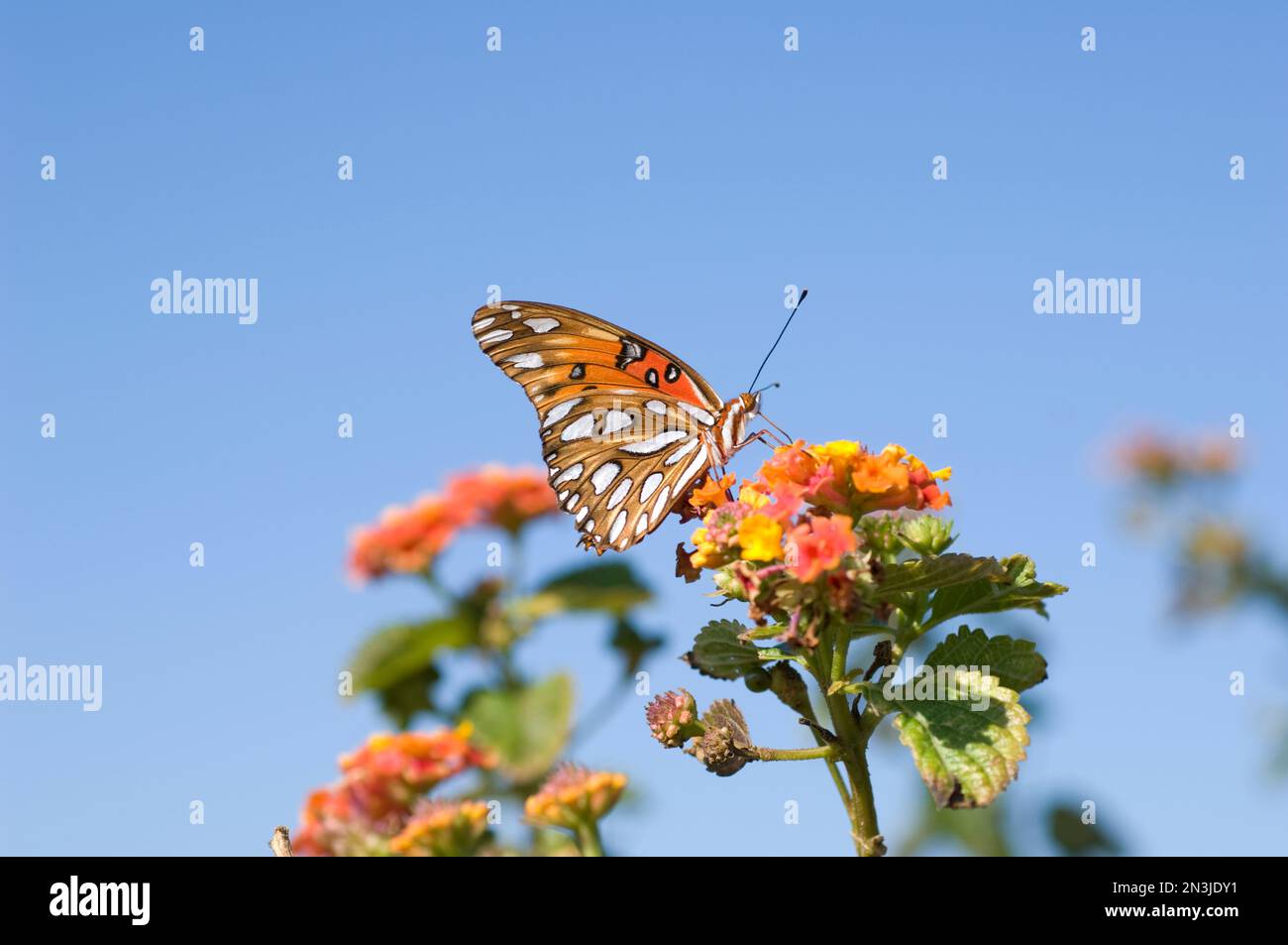 Close-up of a Gulf fritillary butterfly (Dione vanillae) resting on blossoms at the Fort Morgan State Historical Site Stock Photo