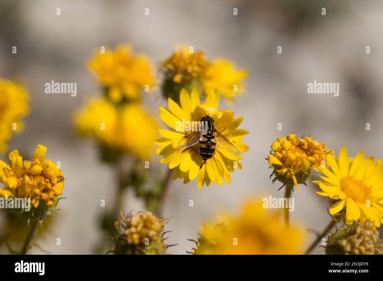 Fly that mimics a bee feeds on flower nectar; Gulf Shores, Alabama, United States of America Stock Photo