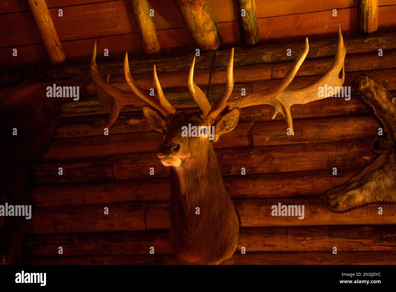 Mule deer head and antlers hanging inside a hunting cabin; Montana, United States of America Stock Photo
