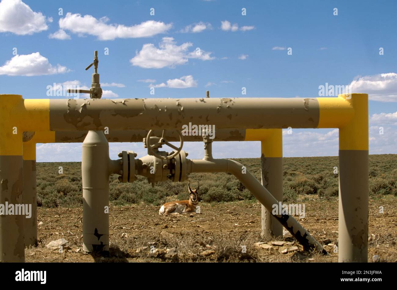Pronghorn (Antilocapra americana) rests behind a natural gas pipeline at Jonah Field, Wyoming, USA; Pinedale, Wyoming, United States of America Stock Photo