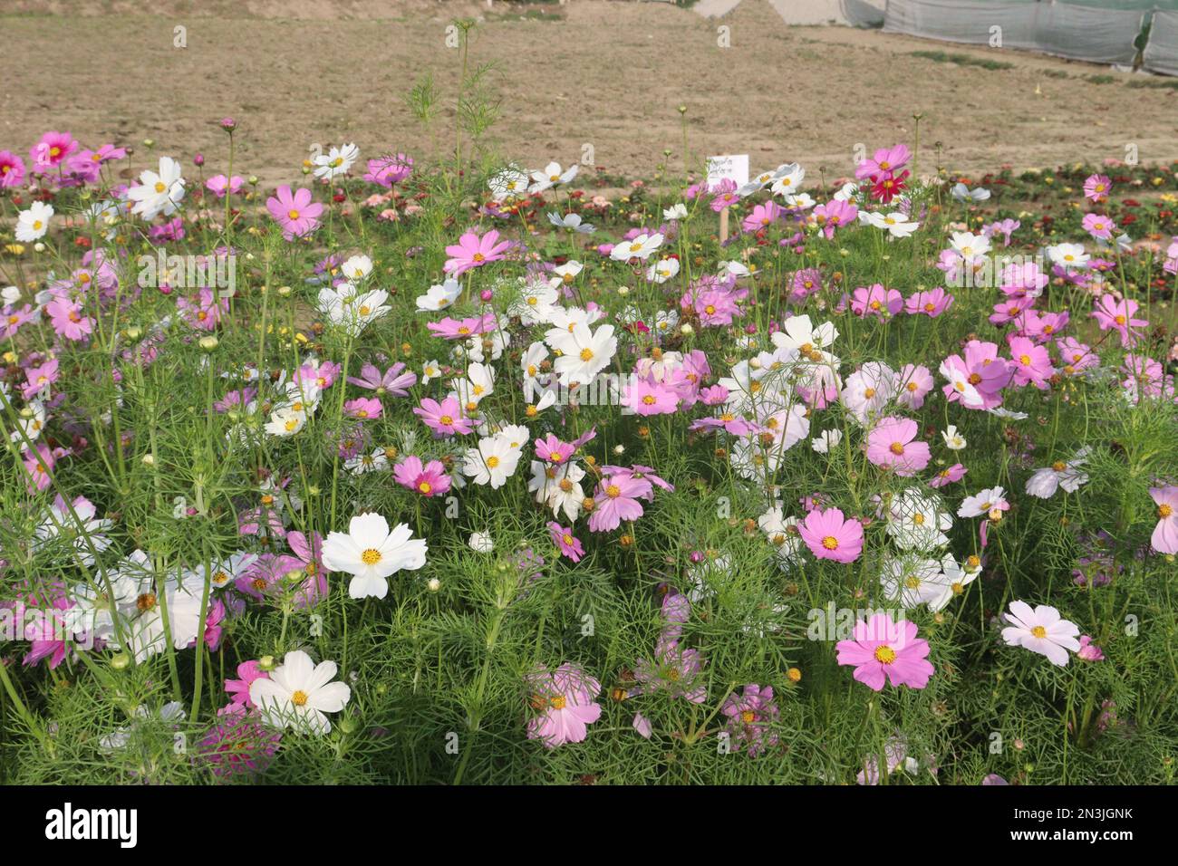 Pink cosmos multiple hi-res stock photography and images - Alamy