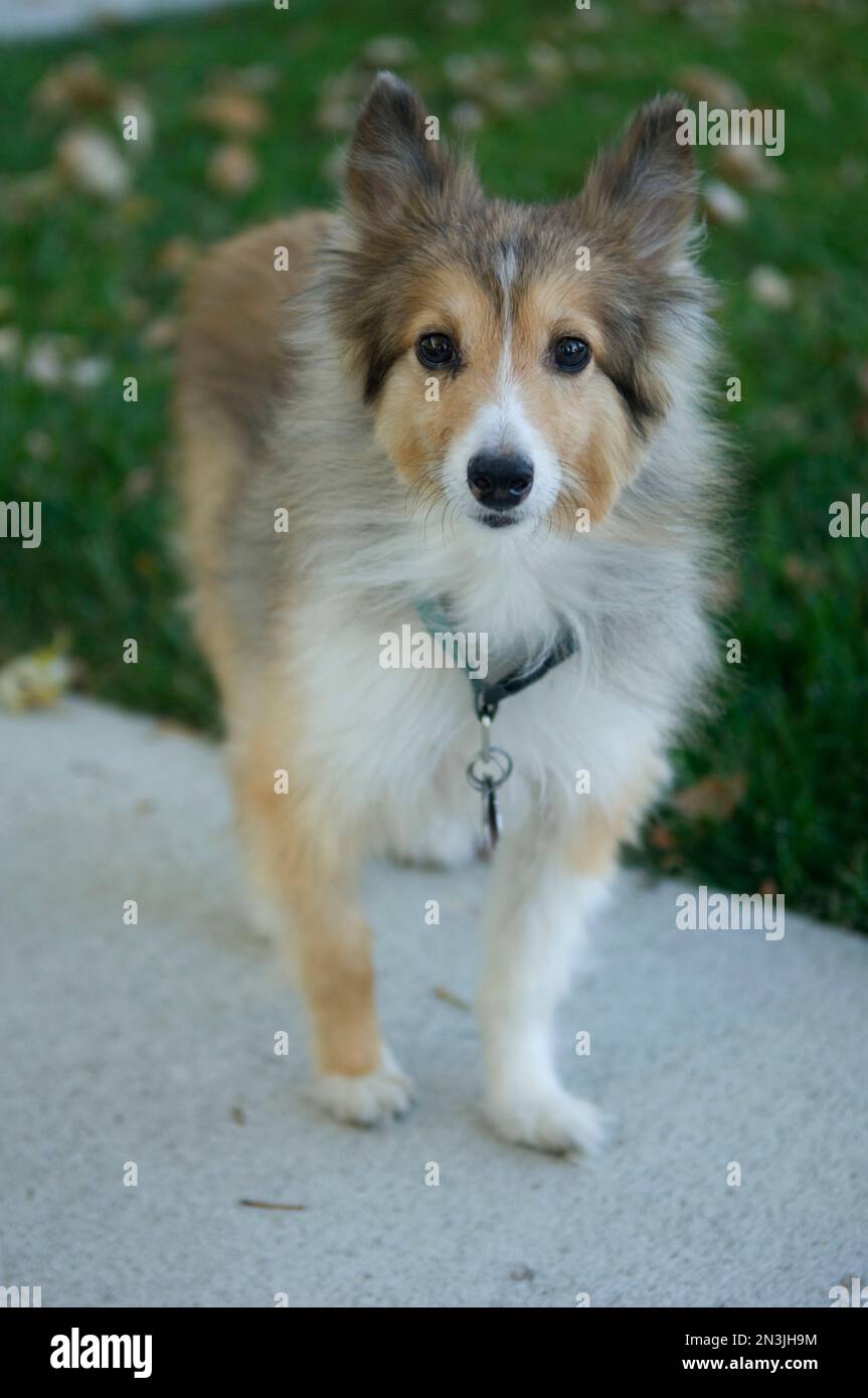 Portrait of a dog on a sidewalk; Hastings, Nebraska, United States of America Stock Photo
