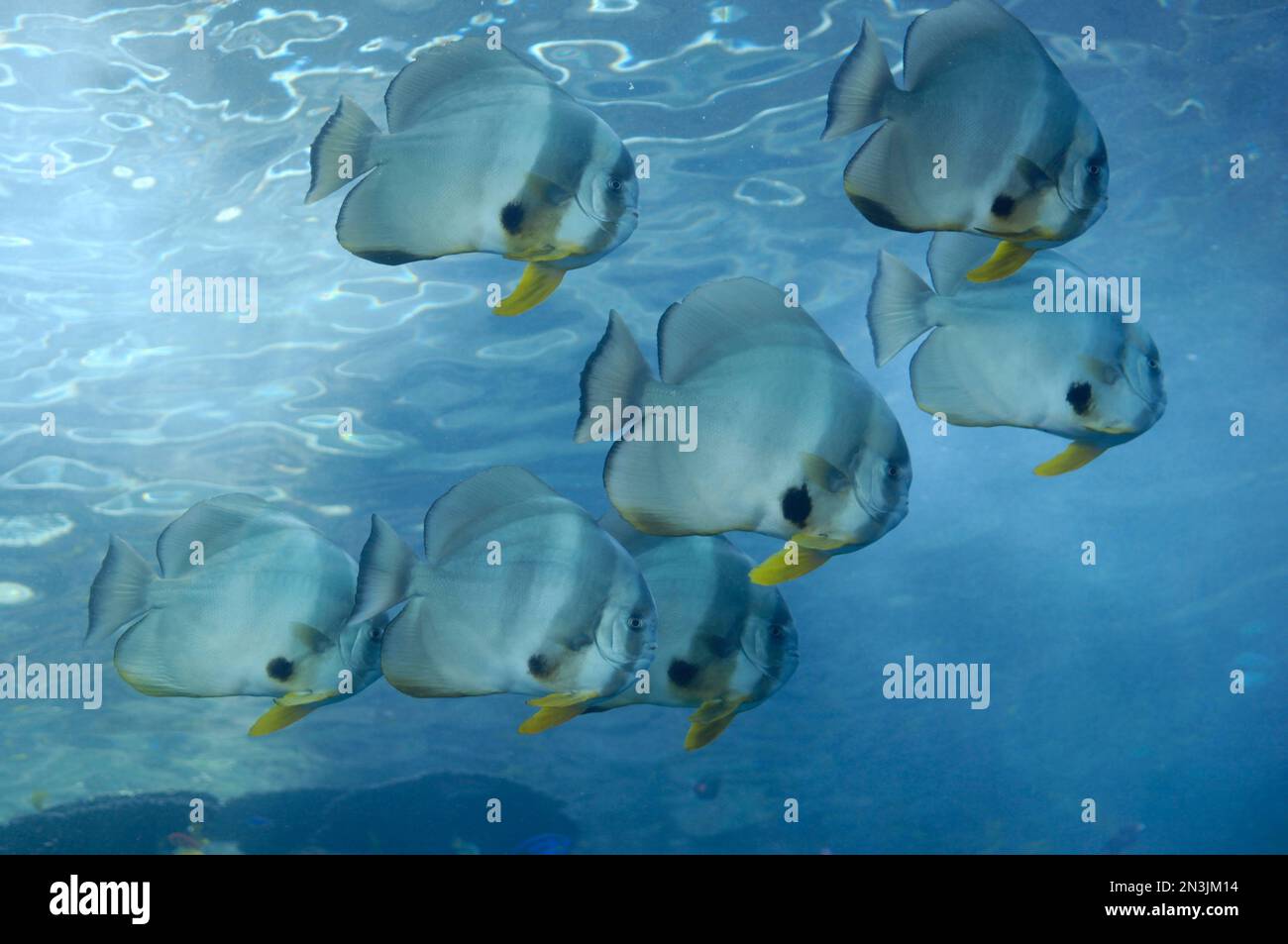 Seven identical fish swimming in an aquarium; Atlanta, United