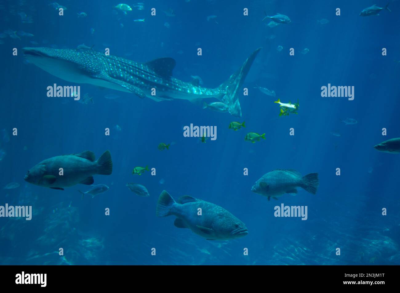 Variety of fish in a tank at an aquarium; Atlanta, United