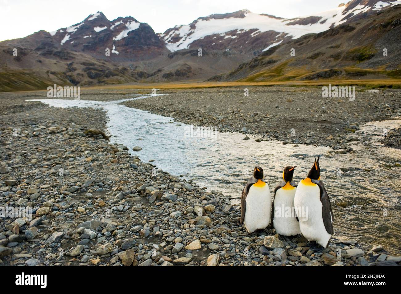 Three King penguins (Aptenodytes patagonicus) on South Georgia Island; South Georgia Island, British Overseas Territory Stock Photo