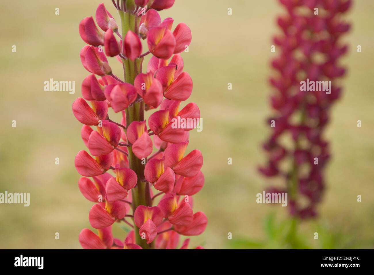 Close-up of Lupine flowers in bloom in the town of Ushuaia on the Argentinian mainland; Ushuaia, Argentina Stock Photo