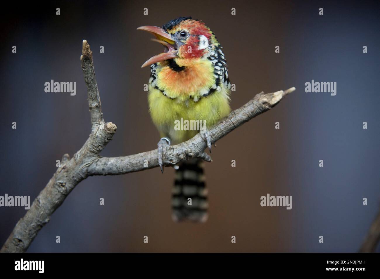 Portrait of a Red and yellow barbet (Trachyphonus erythrocephalus) perched on a branch in a zoo; San Antonio, Texas, United States of America Stock Photo