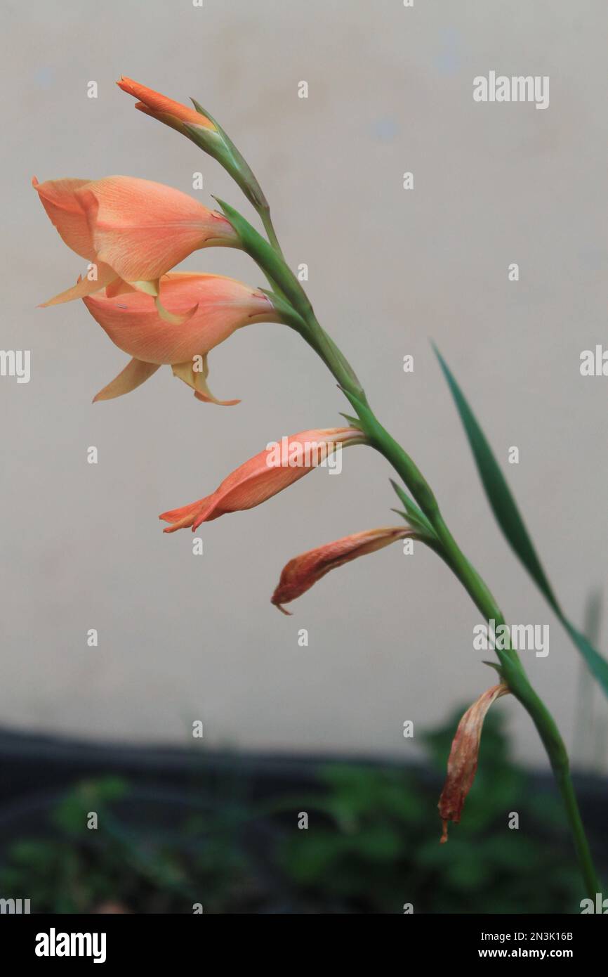 Some of the orange snapdragon(Antirrhinum majus) are starting to wither, background blur Stock Photo