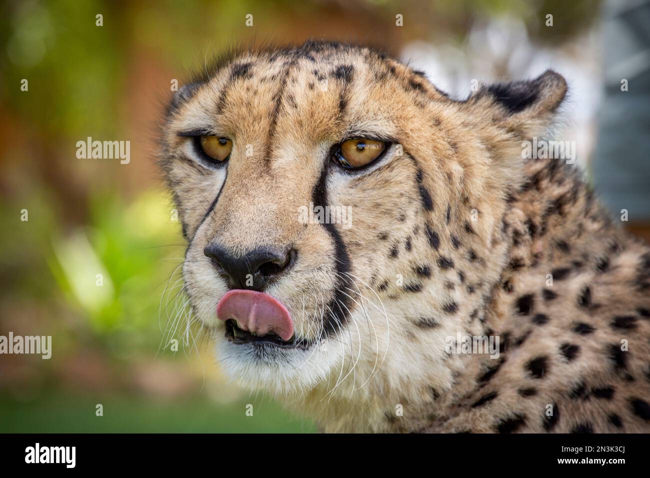 Cheetah with his tongue out licking his lips Stock Photo