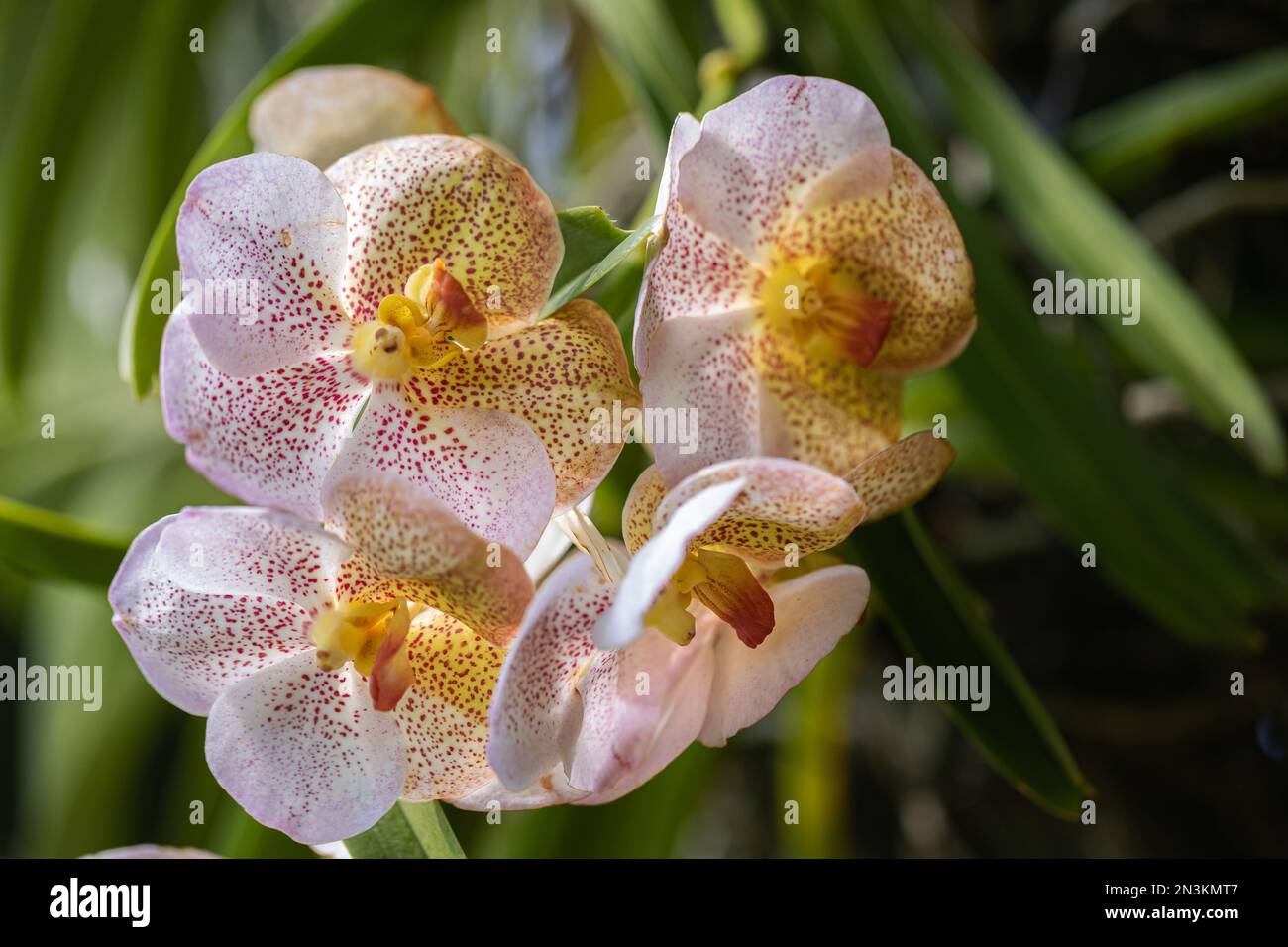Vanya Tee - Orchid Bloom main image 0