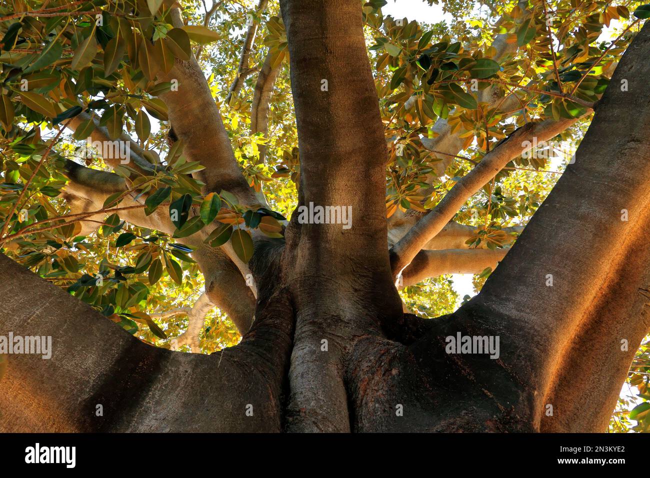 Moreton Bay fig tree ( Ficus macrophyllia ), Perth Western Australia