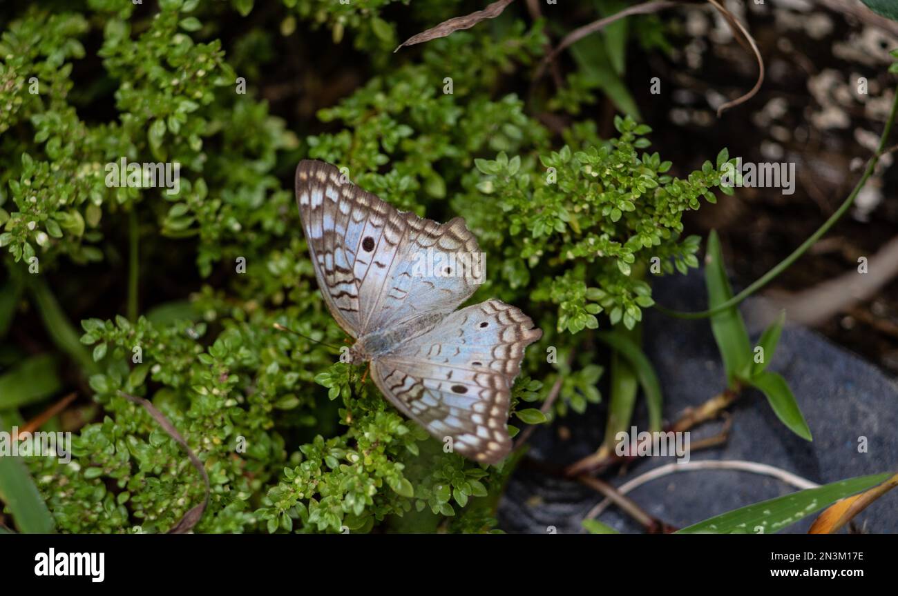 An overhead shot of a white peacock butterfly on angeloweed plant Stock ...