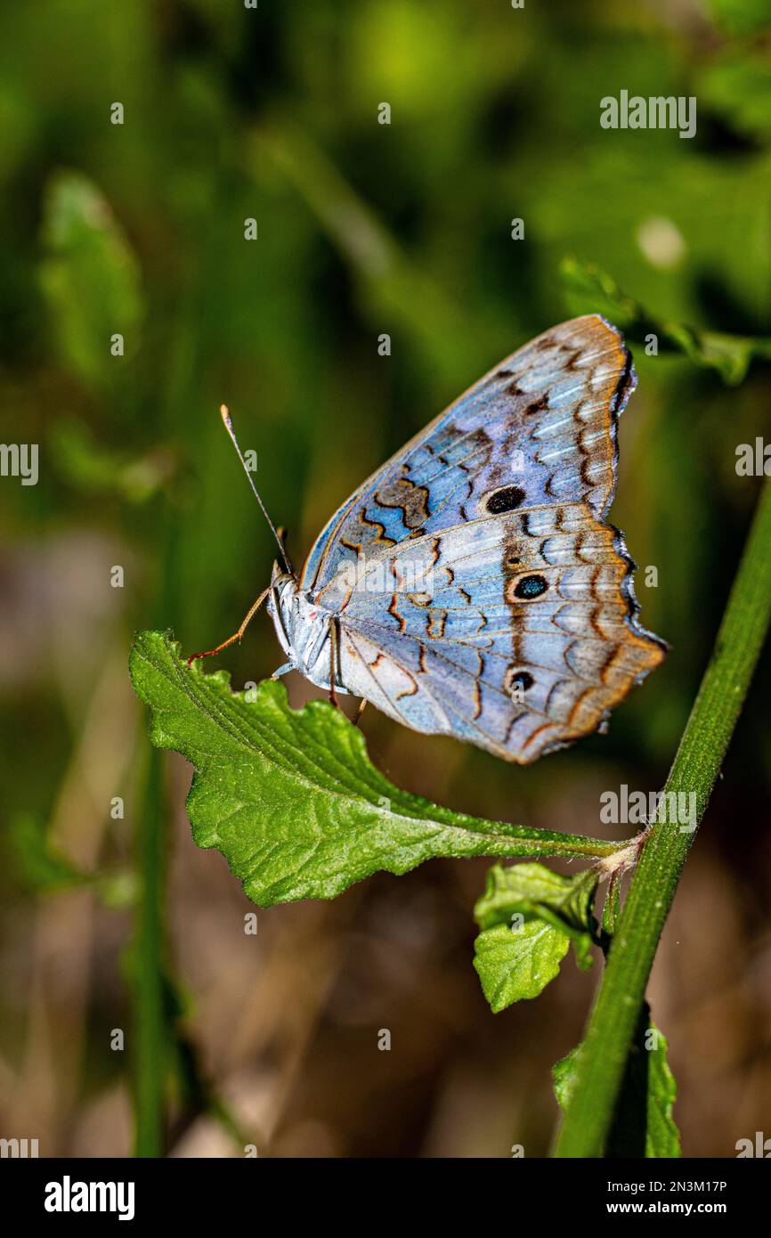 A soft focus of a white peacock butterfly on a green leaf at a garden ...