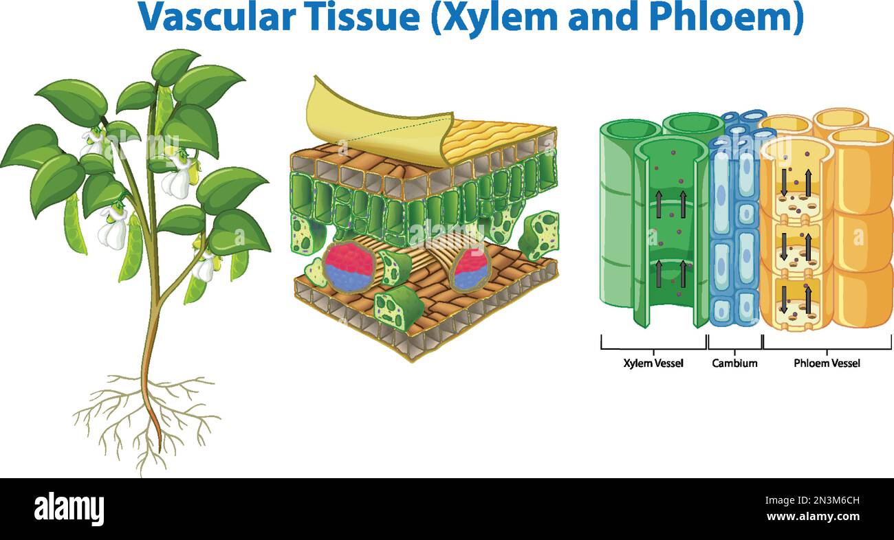 Plant Cohesion Vascular Tissue (Xylem and Phloem) illustration Stock