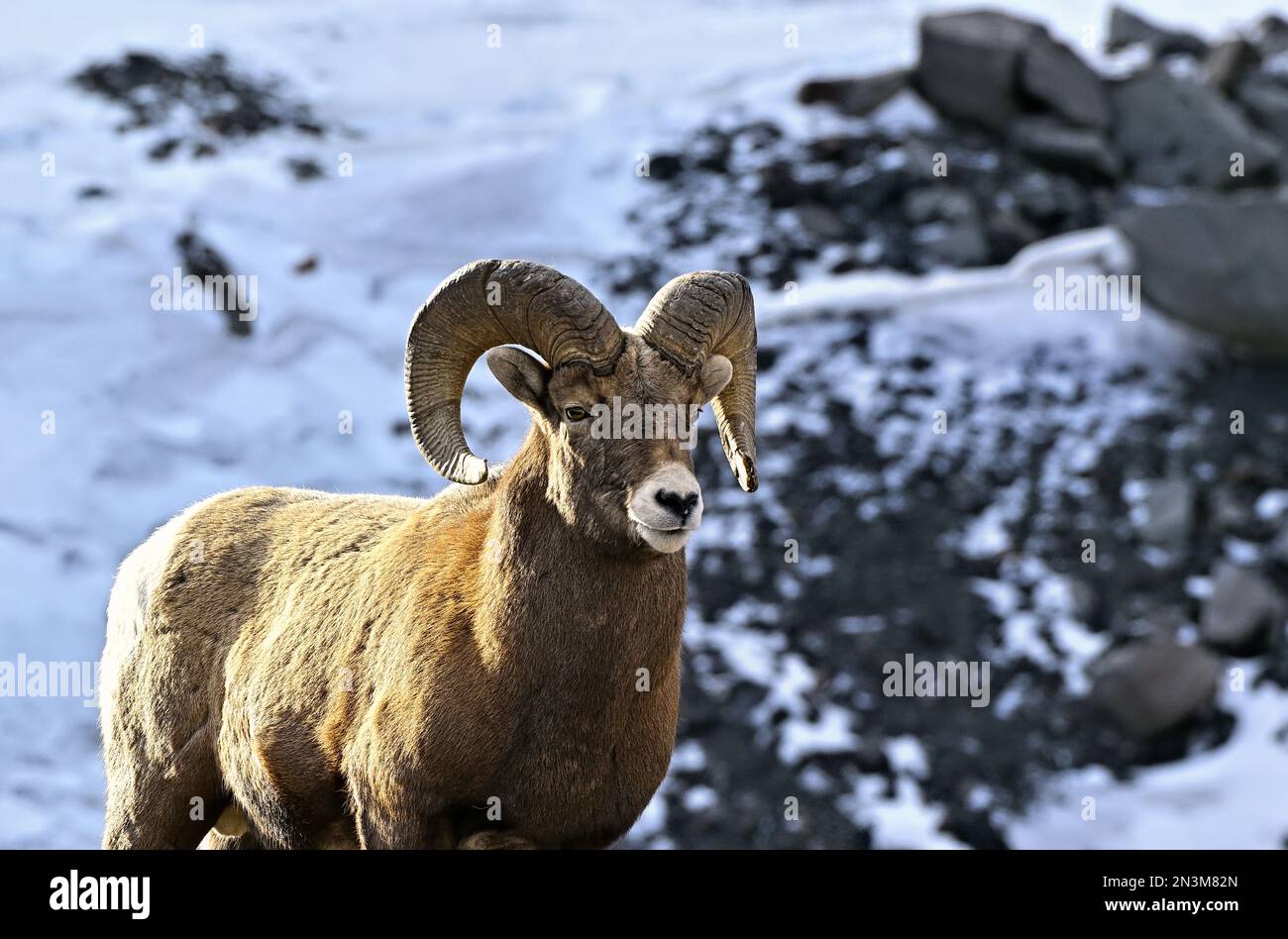 A rocky mountain bighorn sheep 'Ovis canadensis', standing against a snow covered cliff in the foothills of the rocky mountains of Alberta Canada. Stock Photo