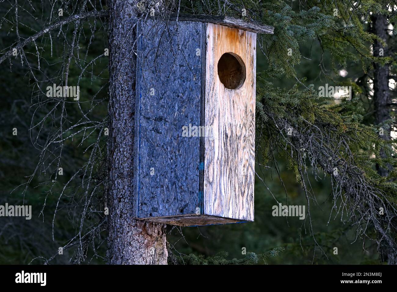 A wooden nest box fastened to a tree to attract ducks to nest in this pond. Stock Photo