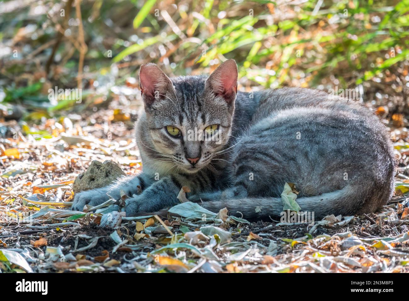 A beautiful fluffy gray cat sits on a green lawn in the sunset light ...