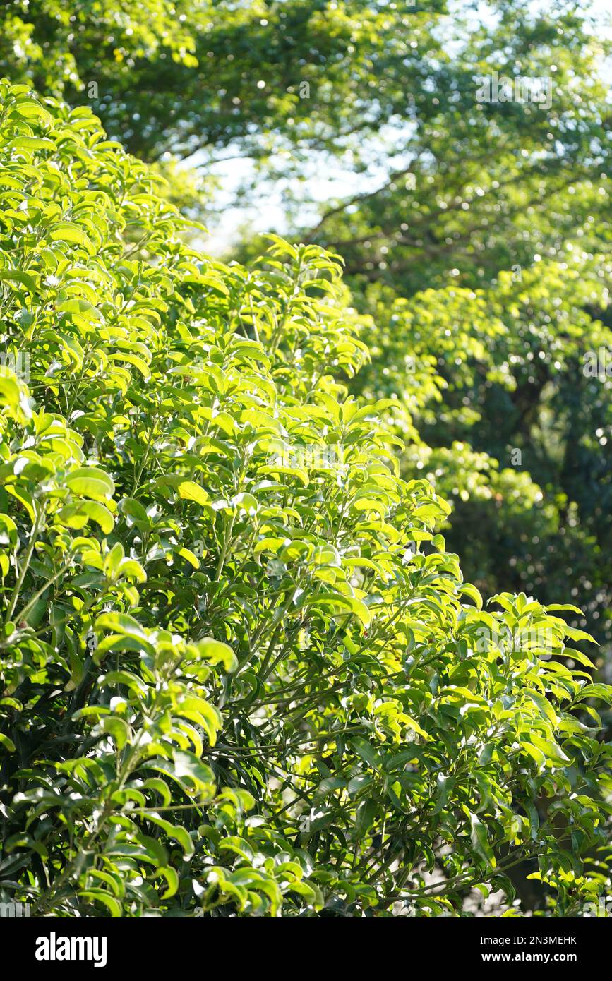 Lanshi park, Jiangmen China Stock Photo