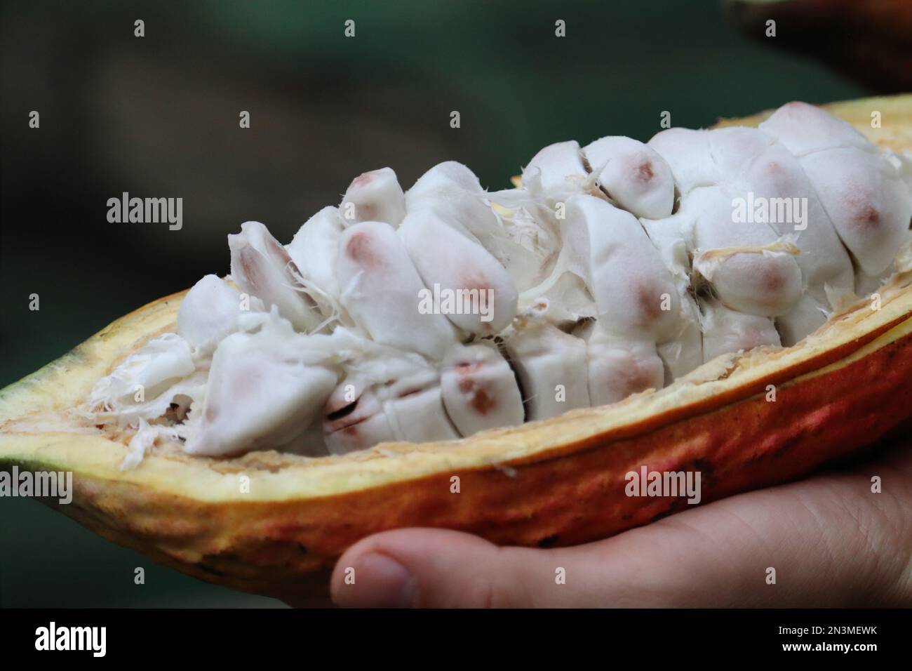 Cacao fruit just opened, cacao beans Stock Photo