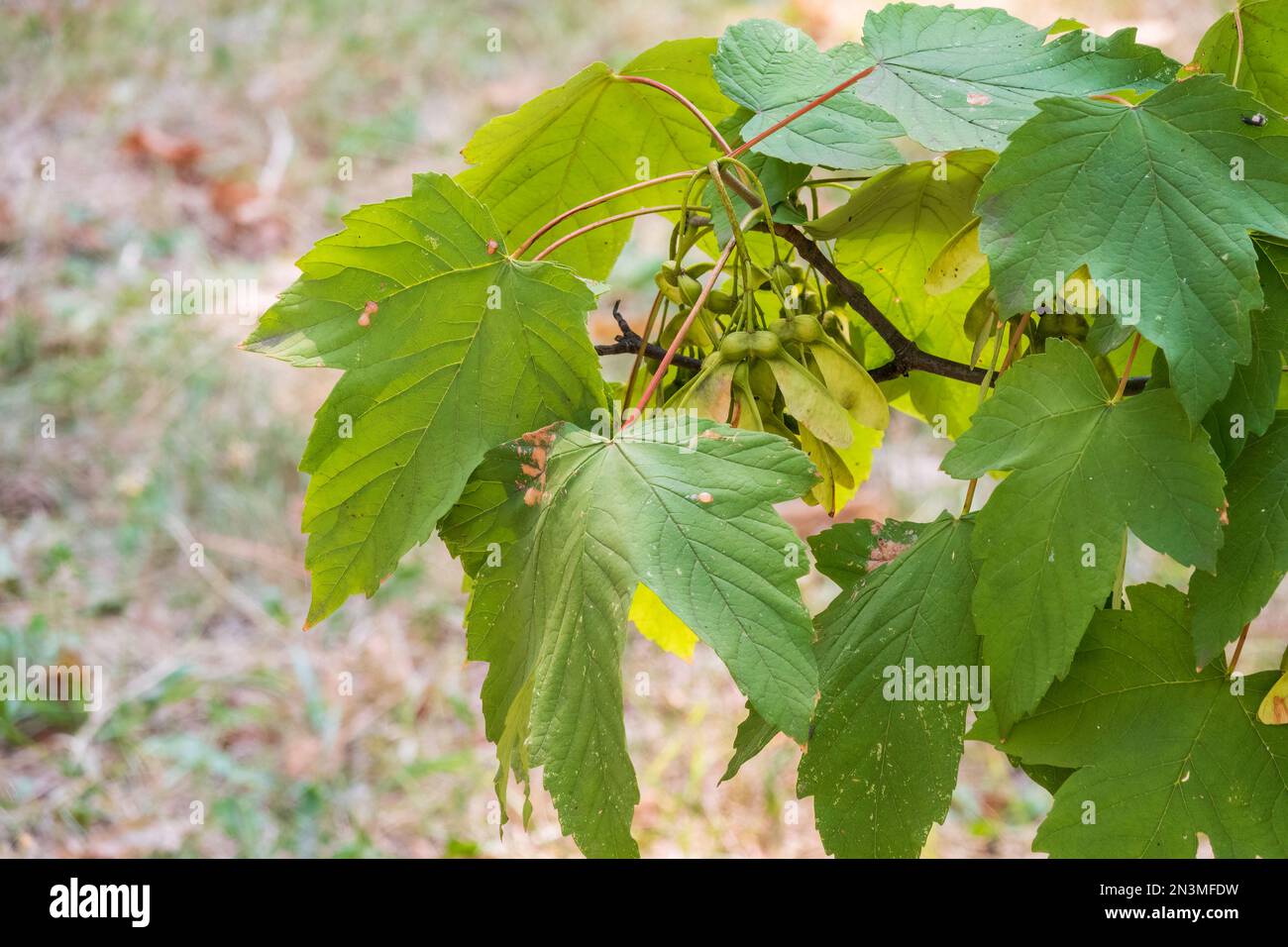 Summer branches of maple tree with green leaves and seeds. Summer ...