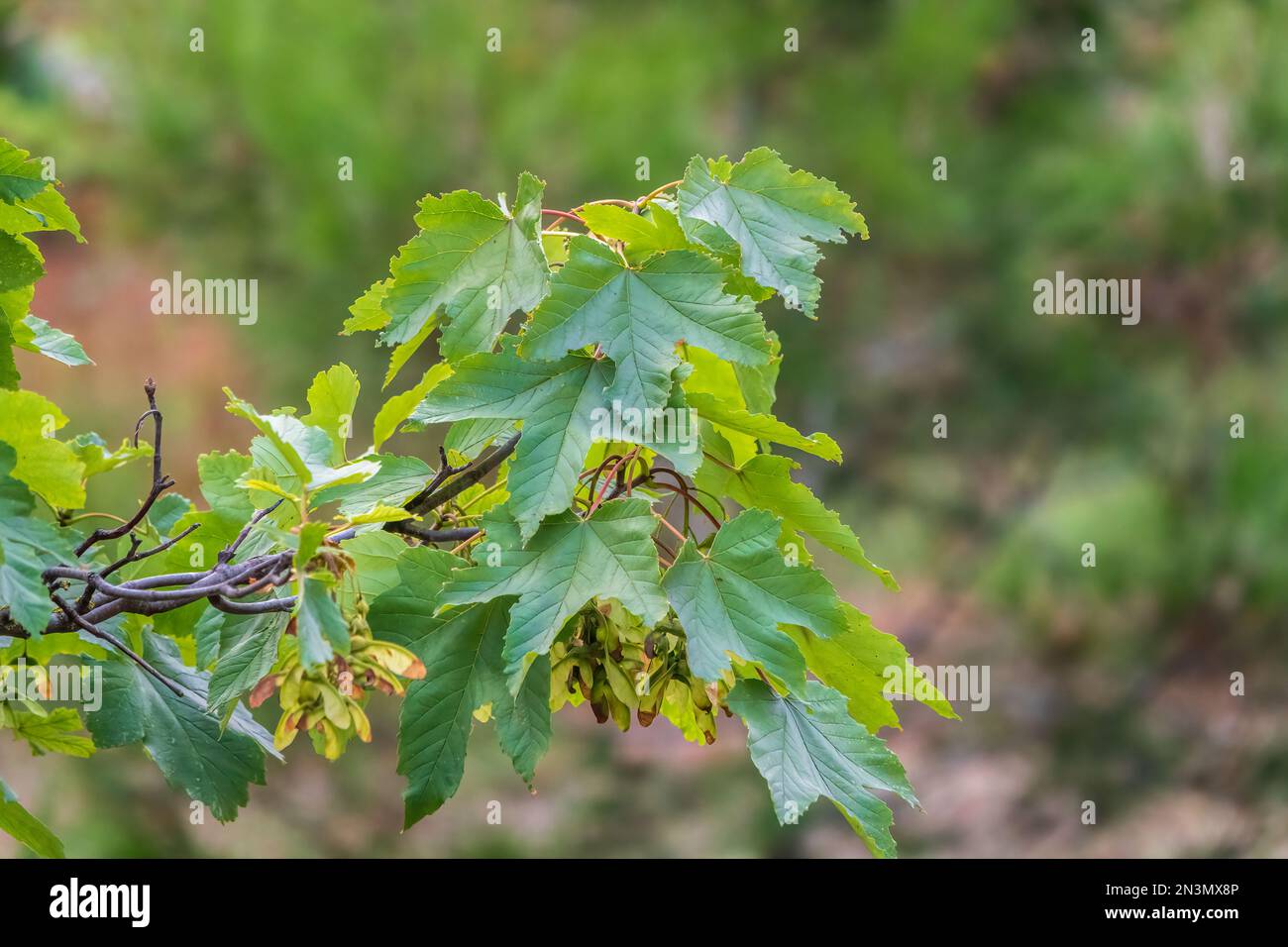 Summer branches of maple tree with green leaves and seeds. Summer background with copy space. Close-up of maple seeds, disamaras Stock Photo
