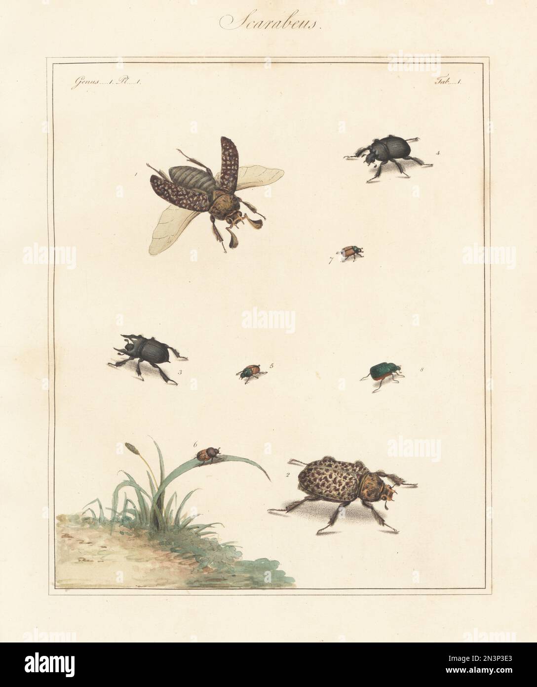 Scarab beetle, Polyphylla (Polyphylla) fullo 1,2, minotaur beetle,  Typhaeus typhoeus 3,4, mottled dung beetle, Onthophagus nuchicornis 5,6, Omaloplia ruricola 7 and vine chafer, Anomala vitis 8. Handcoloured copperplate engraving from Thomas Martyn’s The English Entomologist, Exhibiting all the Coleopterous Insects found in England, Academy for Illustrating and Painting Natural History, London, 1792. Stock Photo