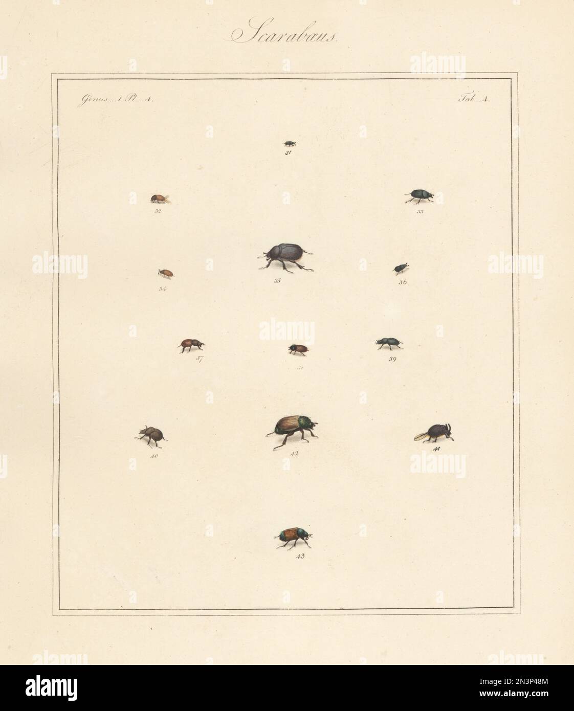 Species of scarab beetles. Bloody small dung beetle, Otophorus haemorrhoidalis 31, subterranean small dung beetle, Eupleurus subterraneus 33, Esymus merdarius 34, N.S. 35, 38, Onthophagus ovatus 36, erratic small dung beetle, Colobopterus erraticus 37, Diplognatha gagates 39, Odonteus armiger 40,41, Anomala dubia subsp. dubia 42, and garden chafer, Phyllopertha horticola 43. Handcoloured copperplate engraving from Thomas Martyn’s The English Entomologist, Exhibiting all the Coleopterous Insects found in England, Academy for Illustrating and Painting Natural History, London, 1792. Stock Photo