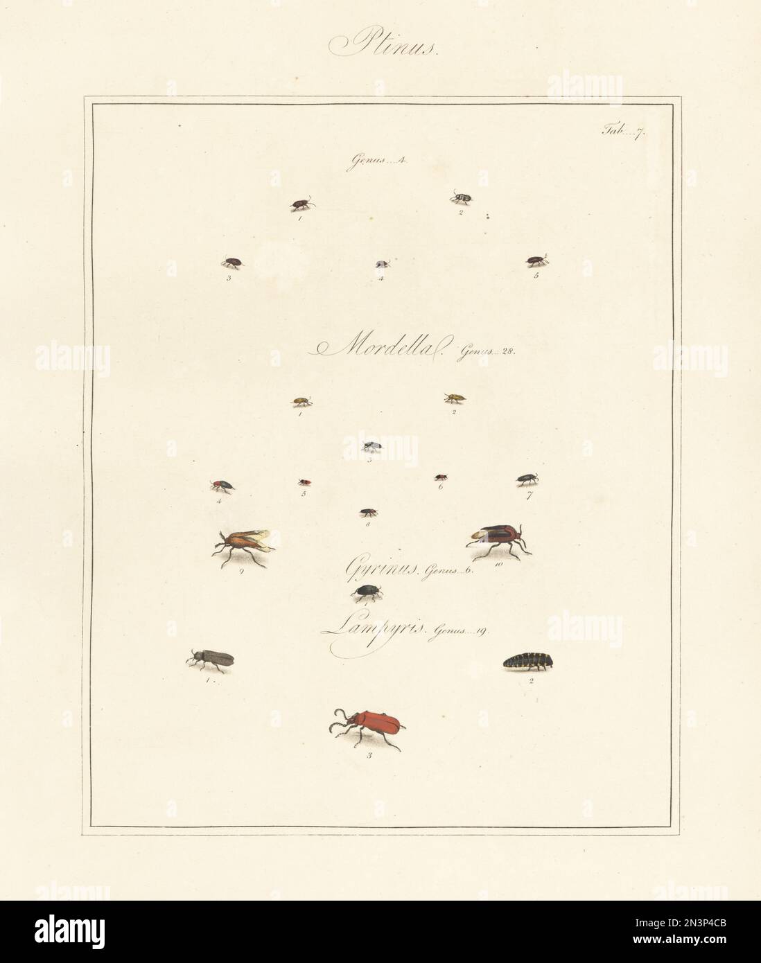 White-marked spider beetle, Ptinus fur 13,4, P. imperialis 2, P. pectinicornis 5, tumbling flower beetle, Mordella aculeata 3, Mordellochroa abdominalis 4, frontalis 7, paradoxa 9,10, whirligig beetle, Gyrinus natator 1, glow worm, Lampyris noctiluca 1,2, cardinal beetle, Pyrochroa species 3. Handcoloured copperplate engraving from Thomas Martyn’s The English Entomologist, Exhibiting all the Coleopterous Insects found in England, Academy for Illustrating and Painting Natural History, London, 1792. Stock Photo