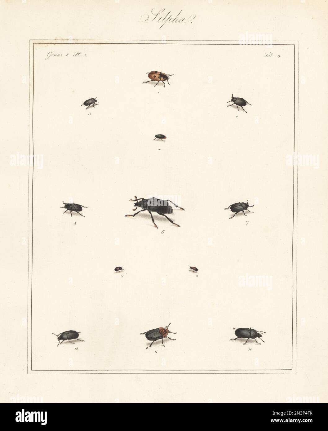 Carrion beetle, Silpha 4-punctata 1, black snail beetle, Silpha atrata 2, Helophorus aquaticus 4, Thanatophilus rugosus 5, Nicrophorus germanicus 6, Thanatophilus sinuatus 7, Soronia grisea 8, Omosita depressa 9, Silpha laevigata 10, red-breasted carrion beetle, Oiceoptoma thoracicum 11, and Silpha obscura 12. Handcoloured copperplate engraving from Thomas Martyn’s The English Entomologist, Exhibiting all the Coleopterous Insects found in England, Academy for Illustrating and Painting Natural History, London, 1792. Stock Photo