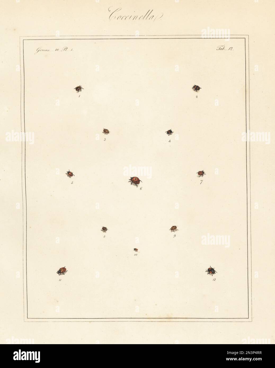 Species of ladybirds or ladybugs. Ten-spotted ladybird, Adalia decempunctata 1,2, 11-spotted ladybird, Coccinella undecimpunctata 3,5,7, kidney-spot ladybird, Chilocorus renipustulatus 4, seven-spot, Coccinella septempunctata 6, 24-spot, Subcoccinella vigintiquatuorpunctata 8, 13-spot, Hippodamia tredecimpunctata 9, water scavenger, Cercyon unipunctatus 10, and pine ladybird, Exochomus quadripustulatus 12. Handcoloured copperplate engraving from Thomas Martyn’s The English Entomologist, Exhibiting all the Coleopterous Insects found in England, Academy for Illustrating and Painting Natural Hist Stock Photo