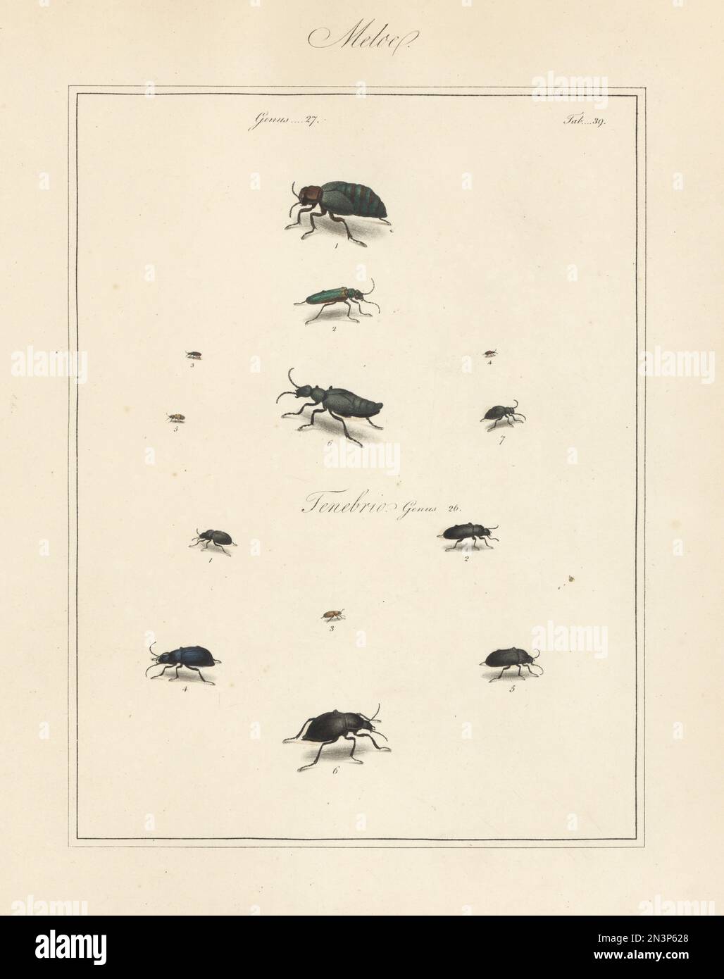 Lytta spanishfly, Lytta vesicatoria 2, Anthicus antherinus 3, narrownecked grain beetle, Omonadus floralis 4, Notoxus monoceros 5, black oil-beetle, Notoxus monoceros 6, var. or male? 7, unknown Meloe species 1. Handcoloured copperplate engraving from Thomas Martyn’s The English Entomologist, Exhibiting all the Coleopterous Insects found in England, Academy for Illustrating and Painting Natural History, London, 1792. Stock Photo