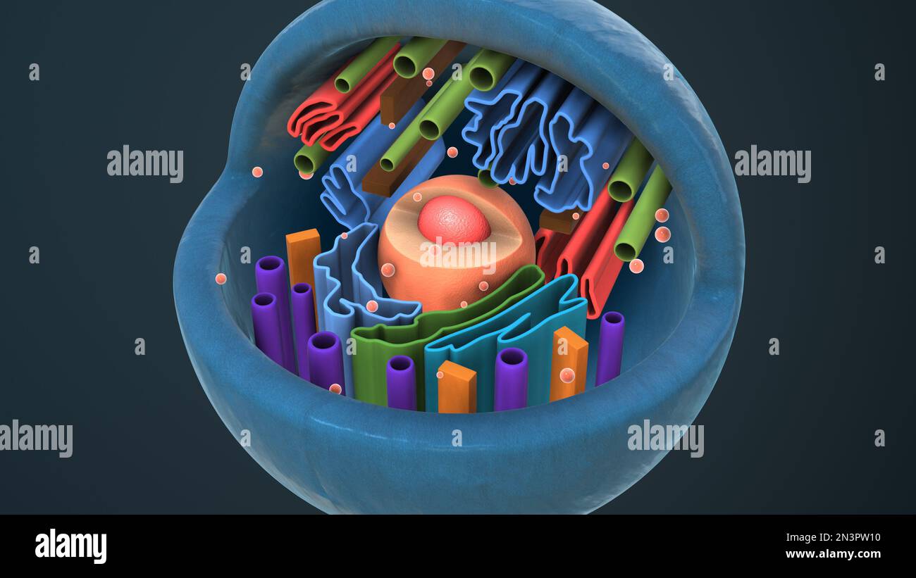 Internal cellular structure hi-res stock photography and images - Alamy