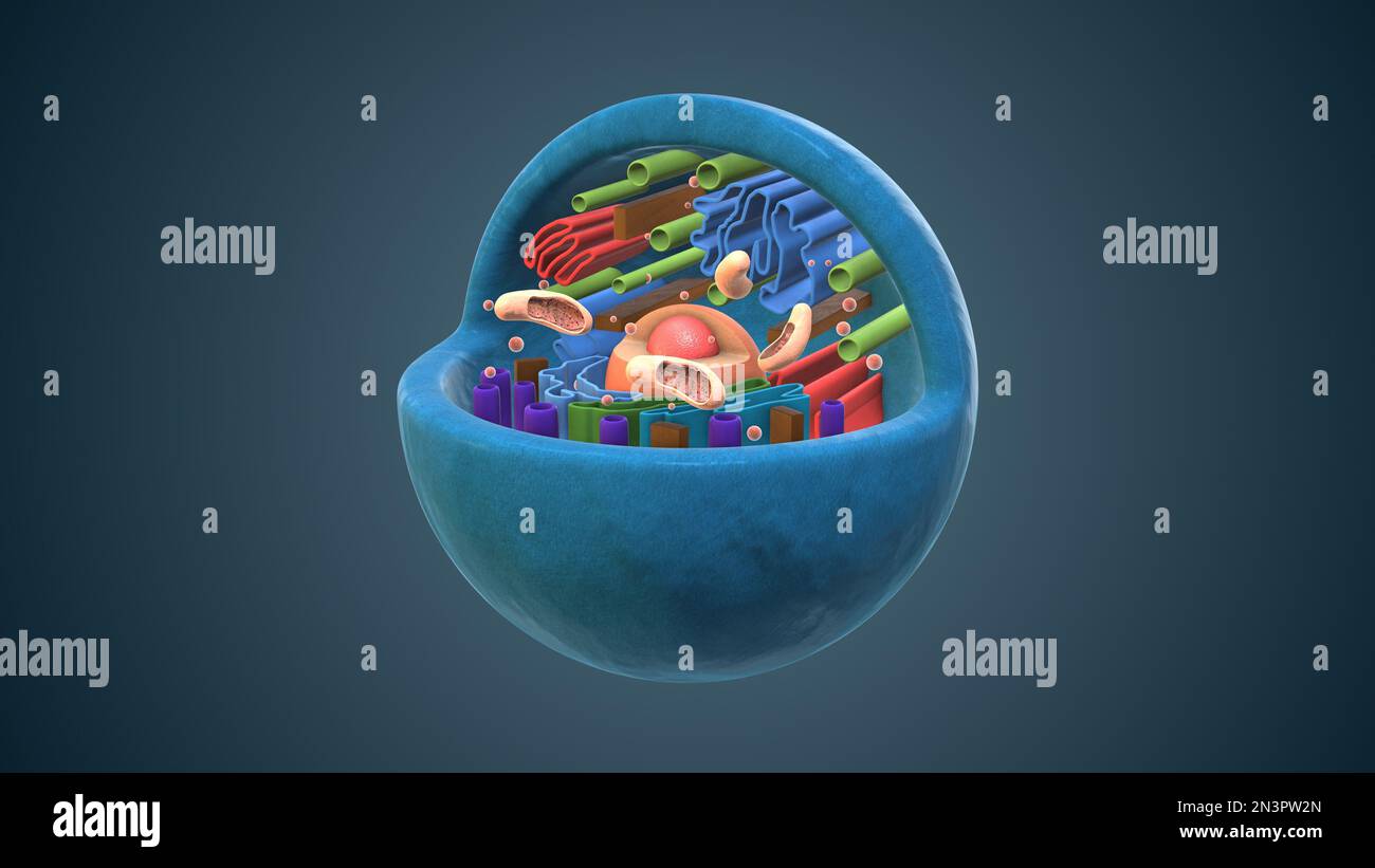 internal-structure-of-an-animal-cell-stock-photo-alamy